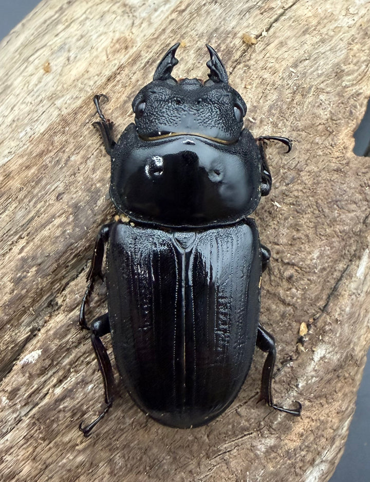 《オオクワガタ 久留米血統 51mm ♀単》