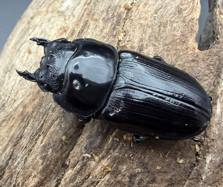 《オオクワガタ 久留米血統 52mm ♀単》