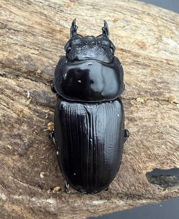 《オオクワガタ 久留米血統 52mm ♀単》
