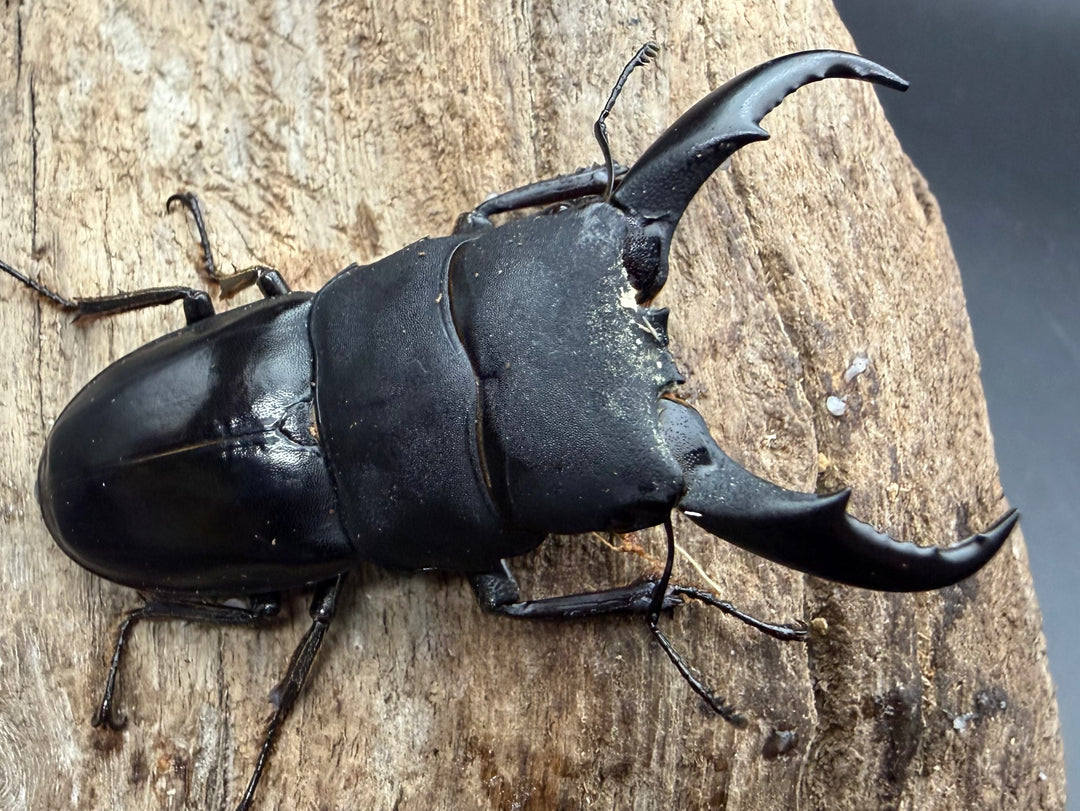 《サキシマヒラタクワガタ 西表島産 63mm ♂♀♀トリオ》