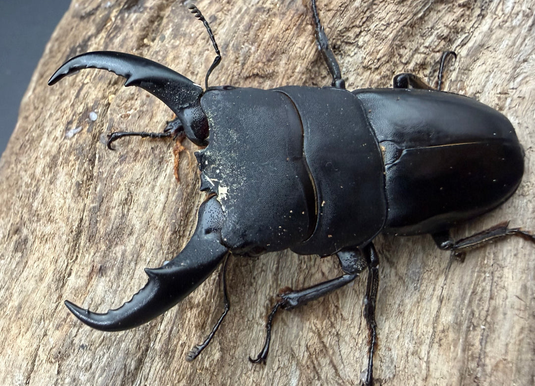 《サキシマヒラタクワガタ 西表島産 63mm ♂♀♀トリオ》