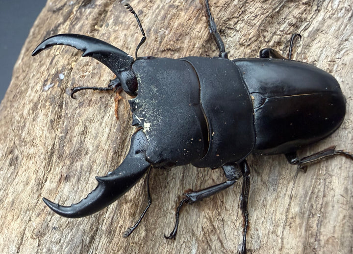 《サキシマヒラタクワガタ 西表島産 63mm ♂♀♀トリオ》