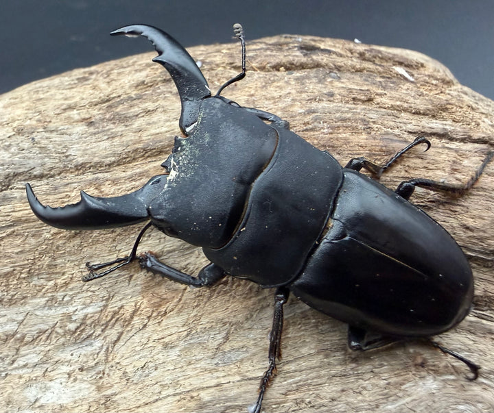 《サキシマヒラタクワガタ 西表島産 63mm ♂♀♀トリオ》