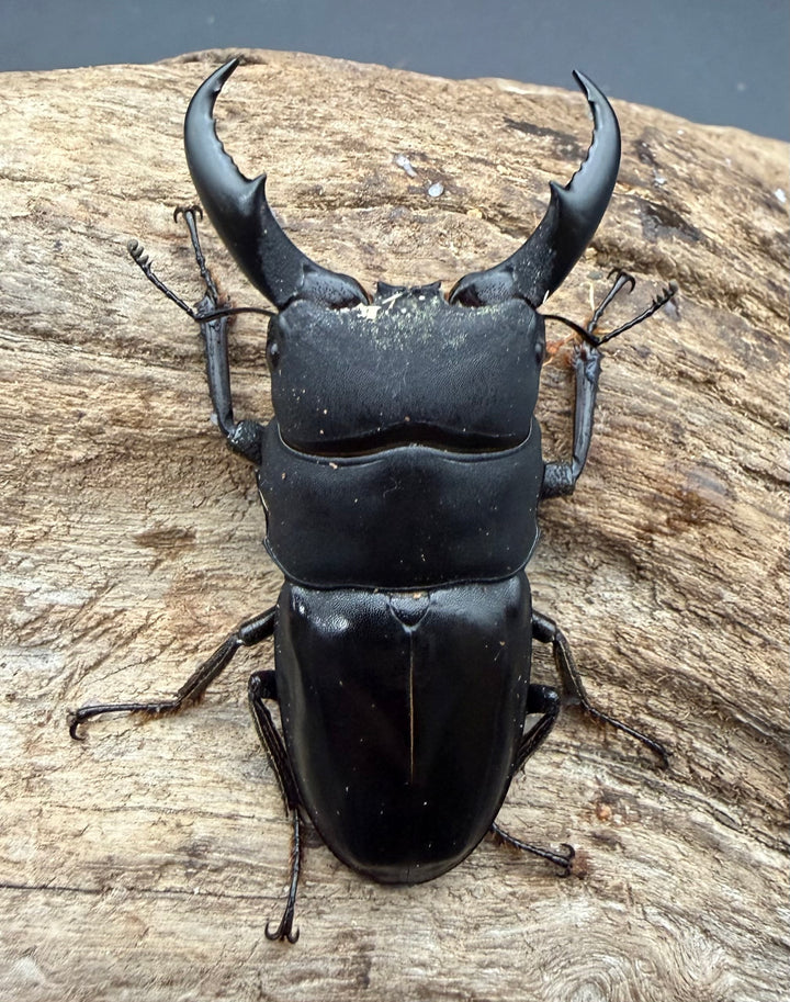 《サキシマヒラタクワガタ 西表島産 63mm ♂♀♀トリオ》