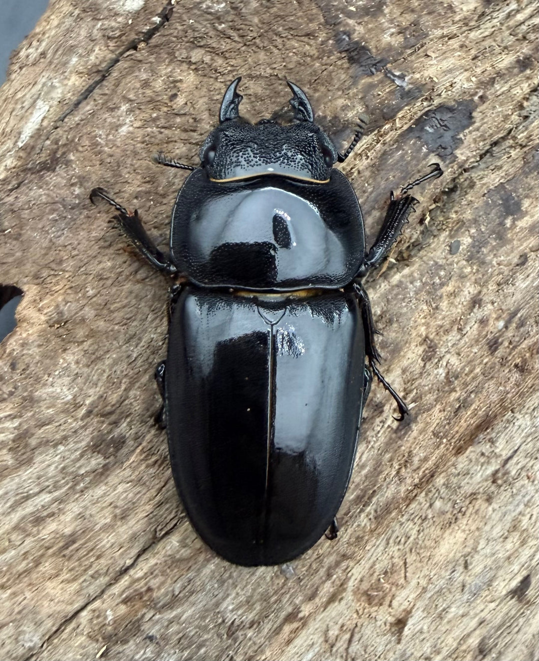 《サキシマヒラタクワガタ 西表島産 63mm ♂♀♀トリオ》