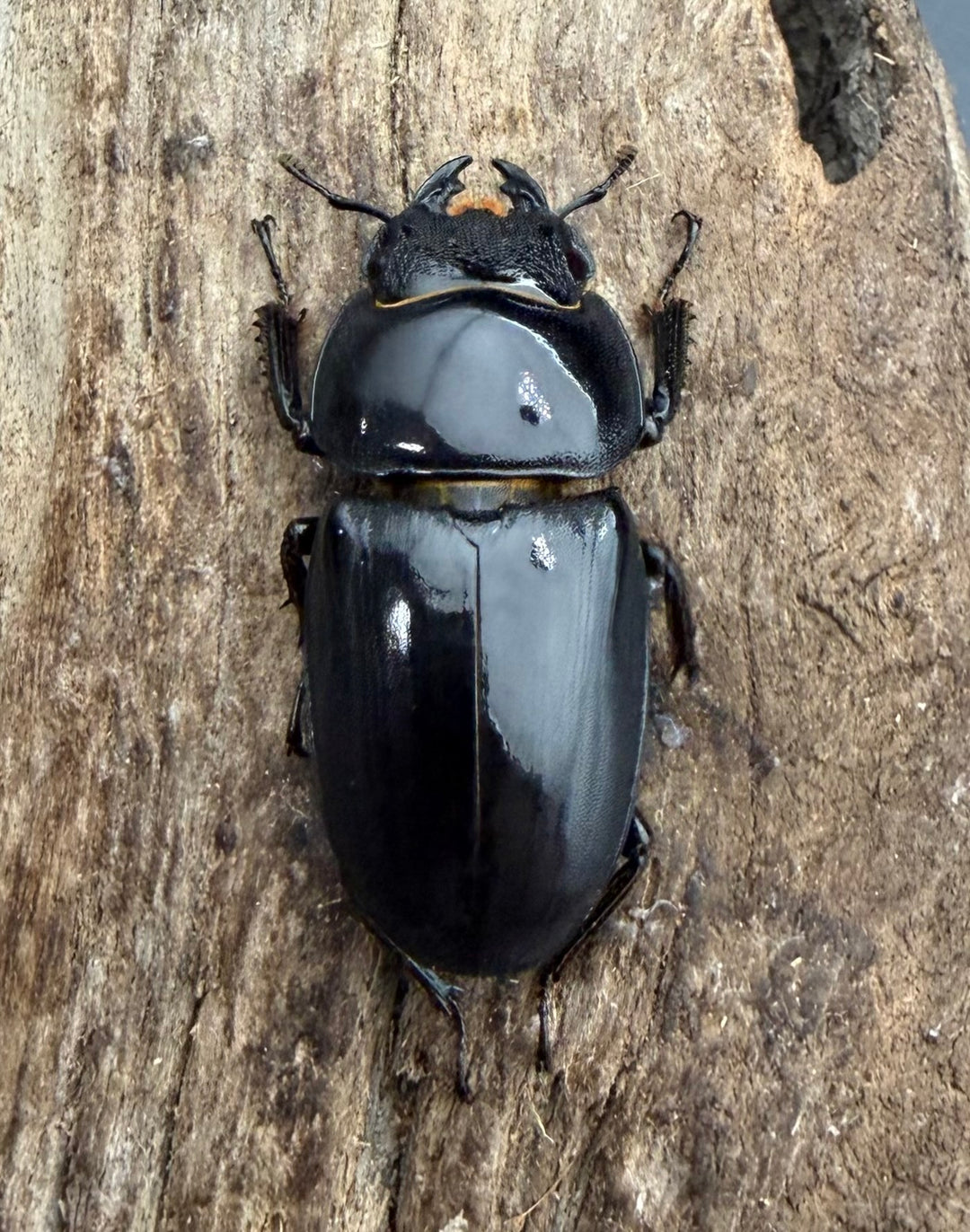 《サキシマヒラタクワガタ 西表島産 63mm ♂♀♀トリオ》