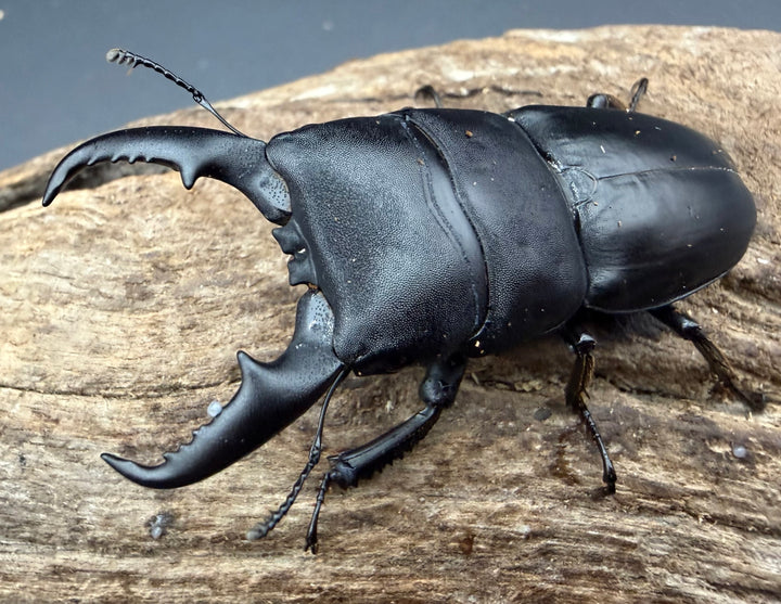 《本土ヒラタクワガタ 京都産 58mm ペア》