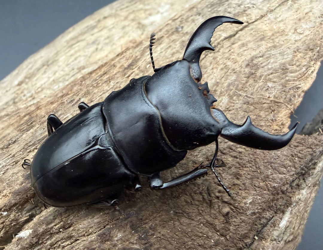 【WF2】《オキナワヒラタクワガタ 47mm ♂♀♀トリオ》①