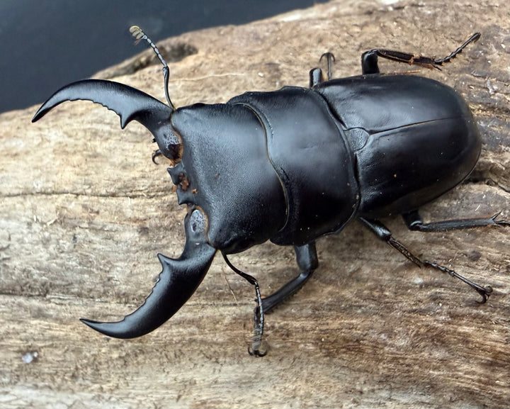【WF2】《オキナワヒラタクワガタ 47mm ♂♀♀トリオ》①