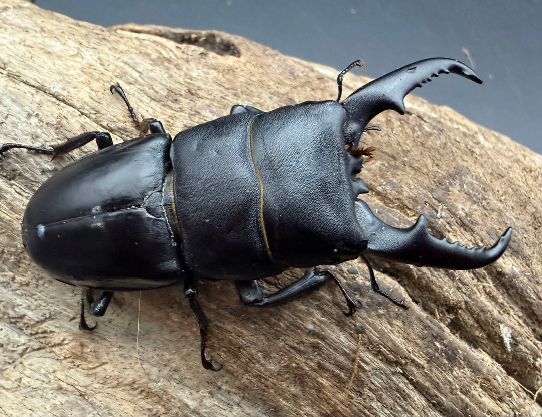《本土ヒラタクワガタ 京都産 60mm ペア》