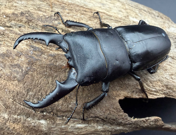《本土ヒラタクワガタ 京都産 60mm ペア》
