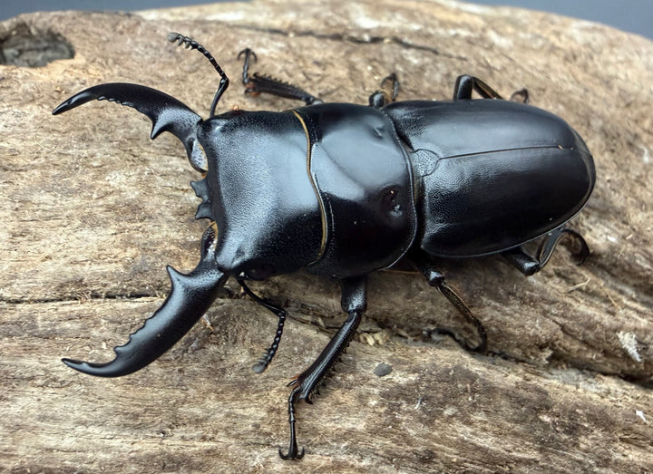 【WF4】《ファソルトヒラタクワガタ 44mm ♂♀♀トリオ》