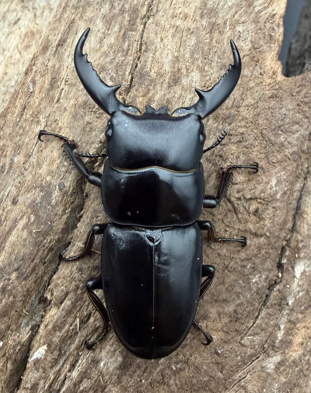 【WF4】《ファソルトヒラタクワガタ 44mm ♂♀♀トリオ》