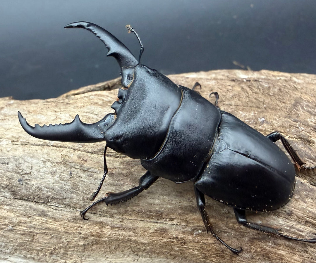 【WF1】《本土ヒラタクワガタ 京都産 58.5mm ペア》
