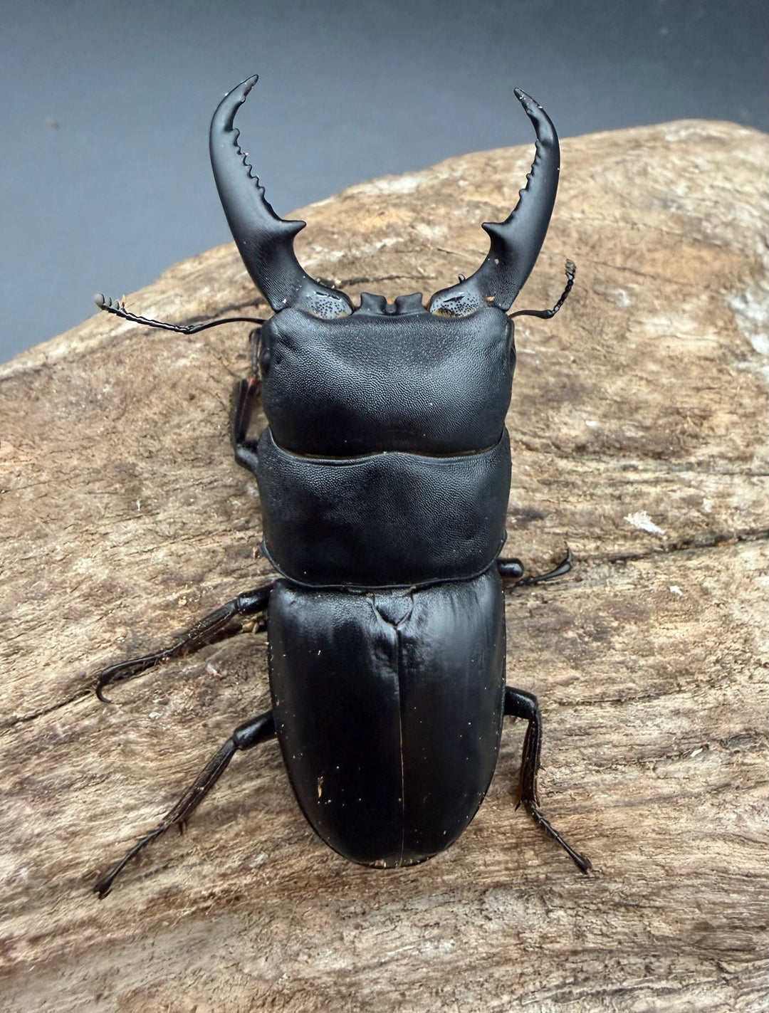 【WF1】《本土ヒラタクワガタ 京都産 60mm ペア》