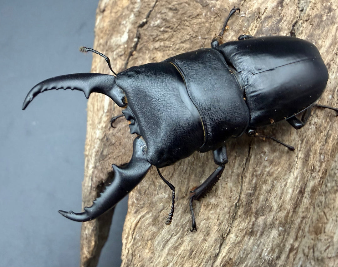 【WF1】《本土ヒラタクワガタ 京都産 57.5mm ペア》