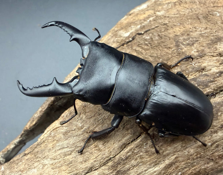 【WF1】《本土ヒラタクワガタ 京都産 57.5mm ペア》