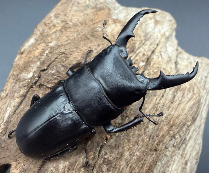 【WF1】《本土ヒラタクワガタ 京都産 57.5mm ペア》
