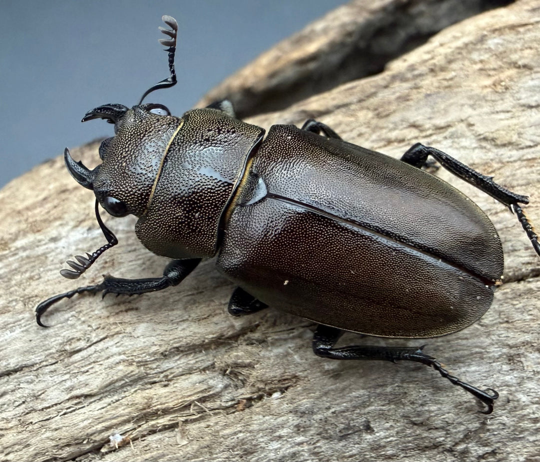 《インペラトールホソアカクワガタ 25.5mm ♀単》