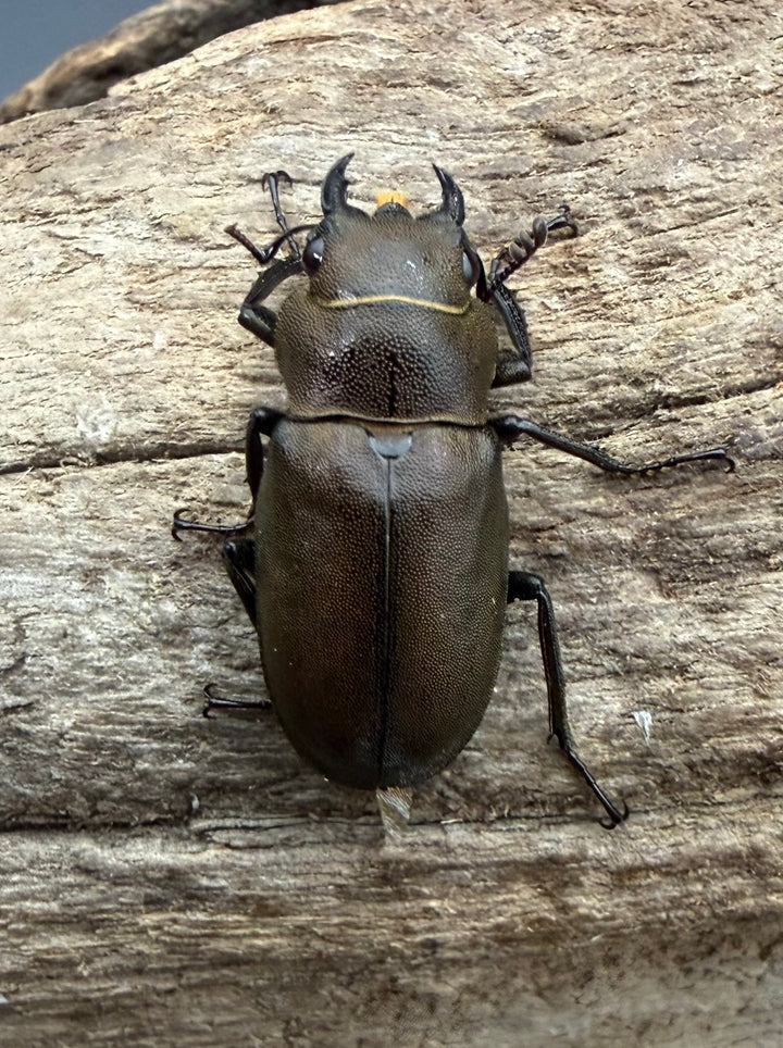《インペラトールホソアカクワガタ 21mm ♀単》