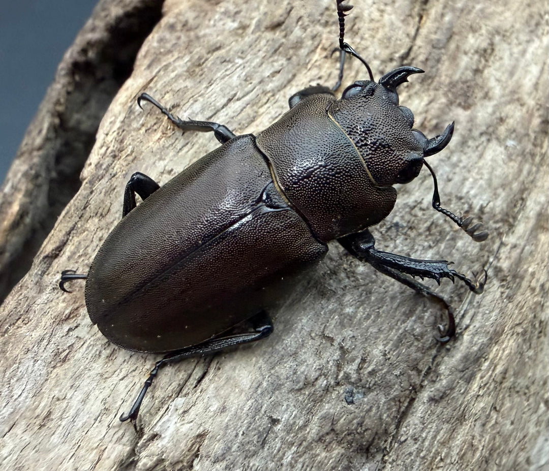 《インペラトールホソアカクワガタ 26.5mm ♀単》