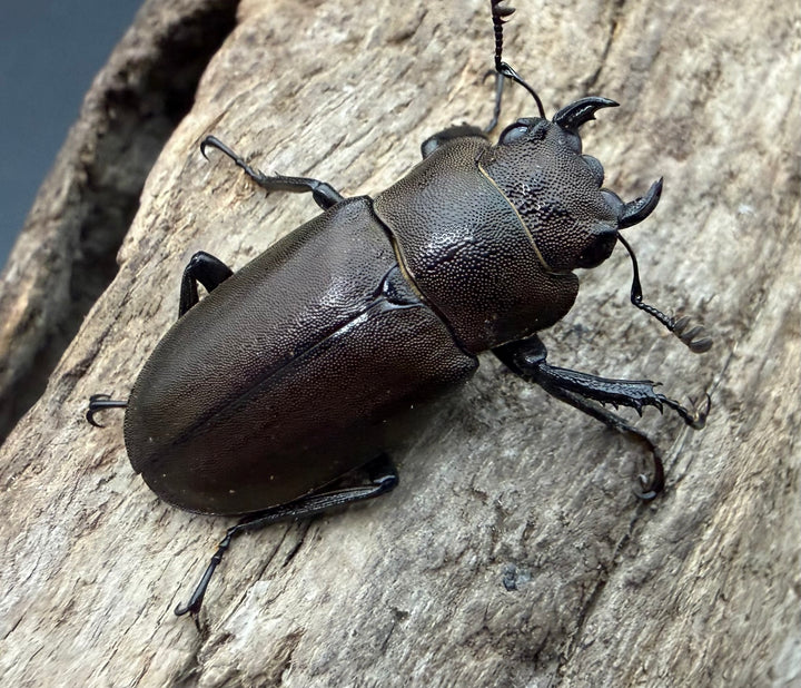《インペラトールホソアカクワガタ 26.5mm ♀単》