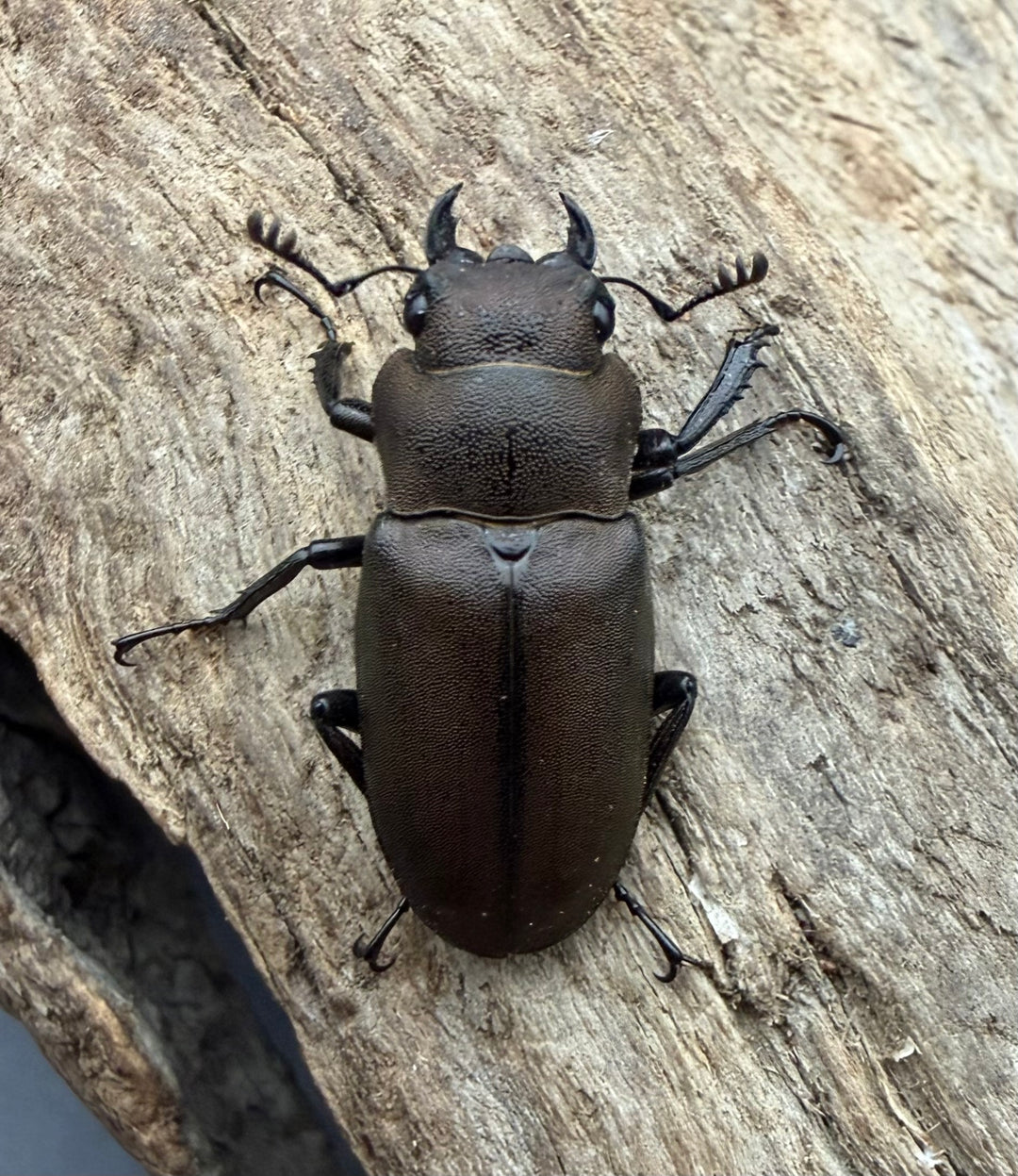 《インペラトールホソアカクワガタ 26.5mm ♀単》