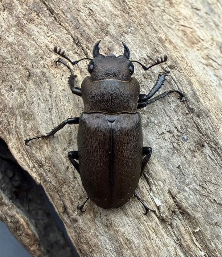 《インペラトールホソアカクワガタ 26.5mm ♀単》