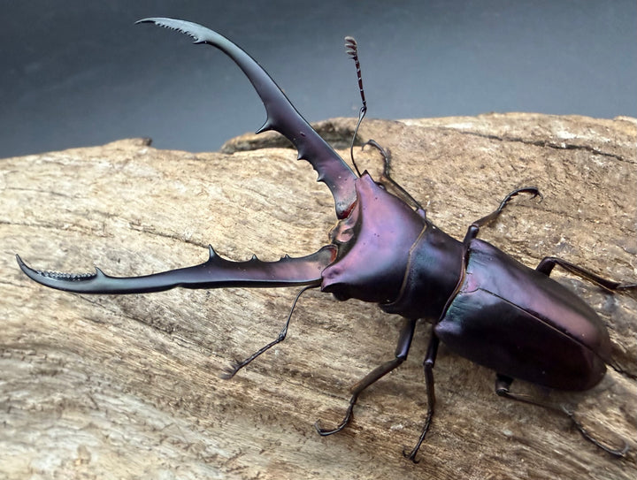 《メタリフェルホソアカ亜種フィナエ パープル系 66.5mm ペア》