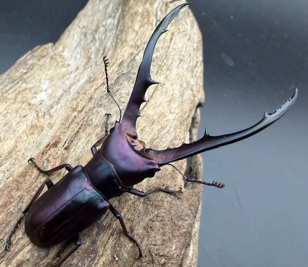 《メタリフェルホソアカ亜種フィナエ パープル系 66.5mm ペア》