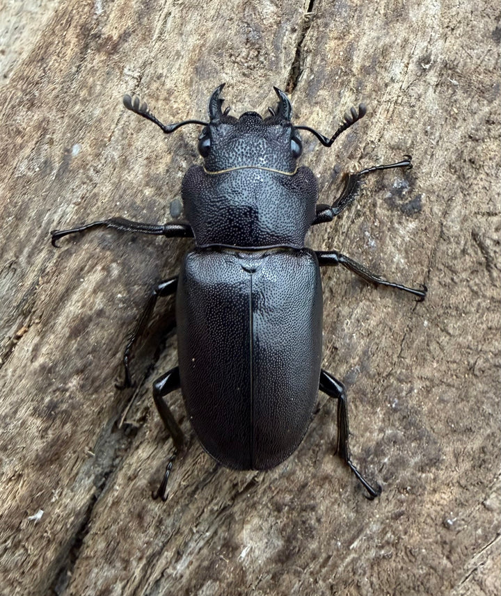 《メタリフェルホソアカ亜種フィナエ パープル系 66.5mm ペア》