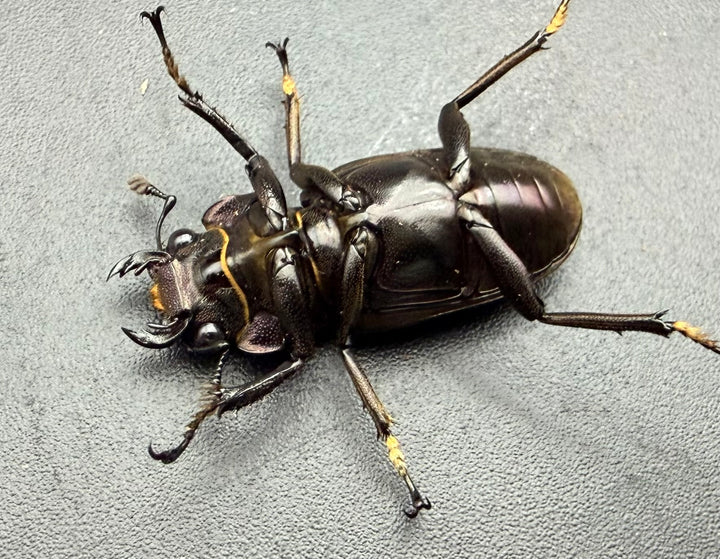 《メタリフェルホソアカ亜種フィナエ パープル系 66.5mm ペア》
