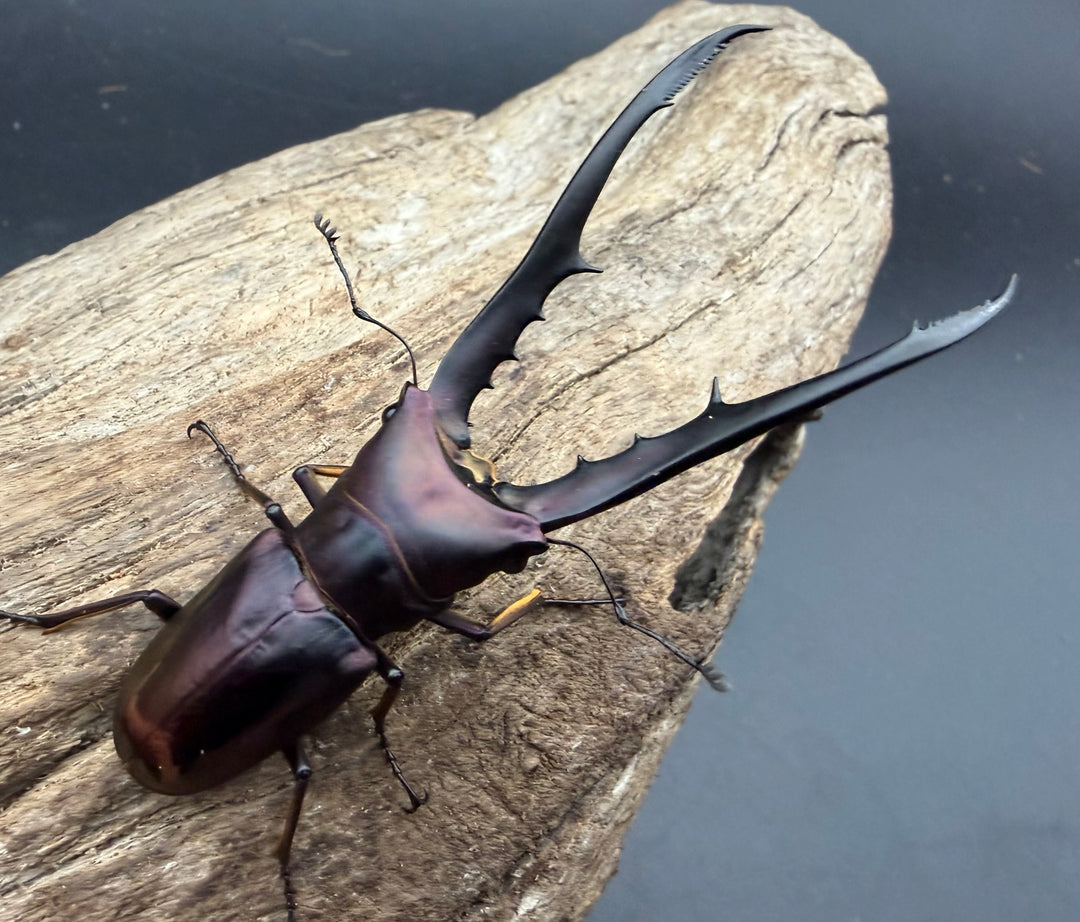 《メタリフェルホソアカ亜種フィナエ パープル系 78.5mm ペア》