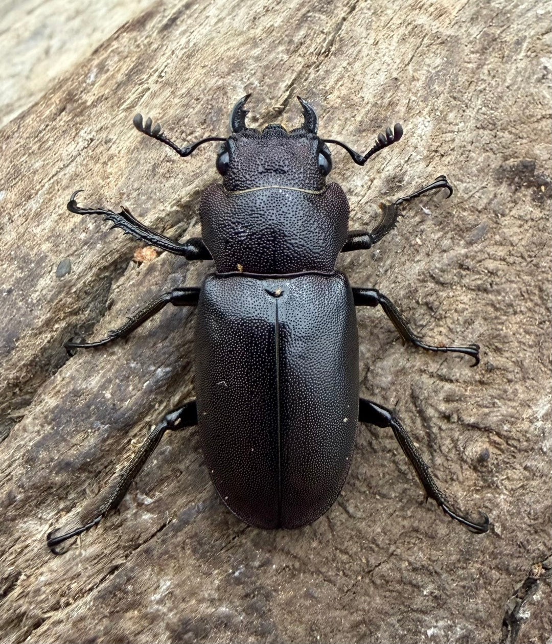 《メタリフェルホソアカ亜種フィナエ パープル系 78.5mm ペア》
