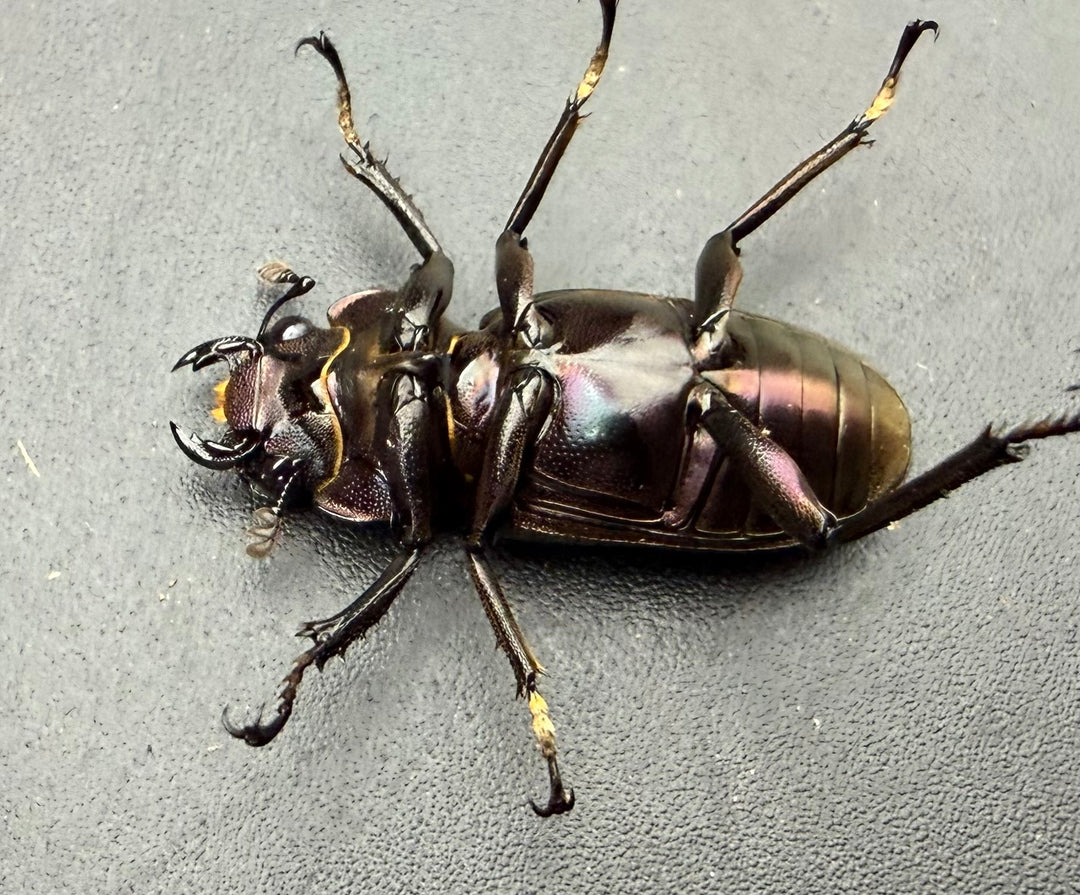《メタリフェルホソアカ亜種フィナエ パープル系 78.5mm ペア》