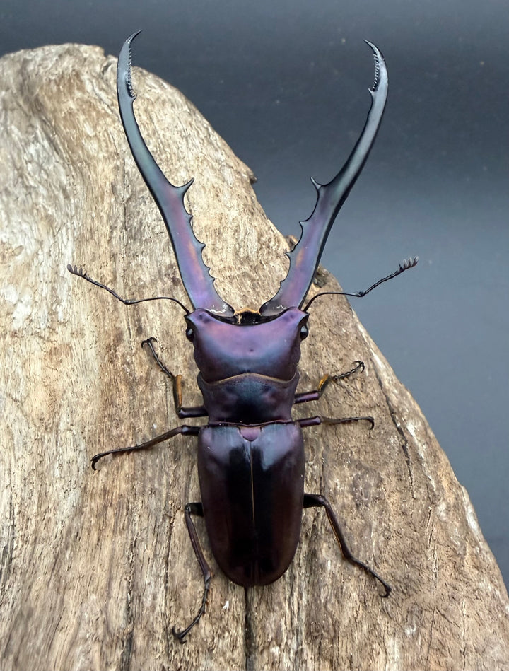 《メタリフェルホソアカ亜種フィナエ パープル系 82.5mm ペア》