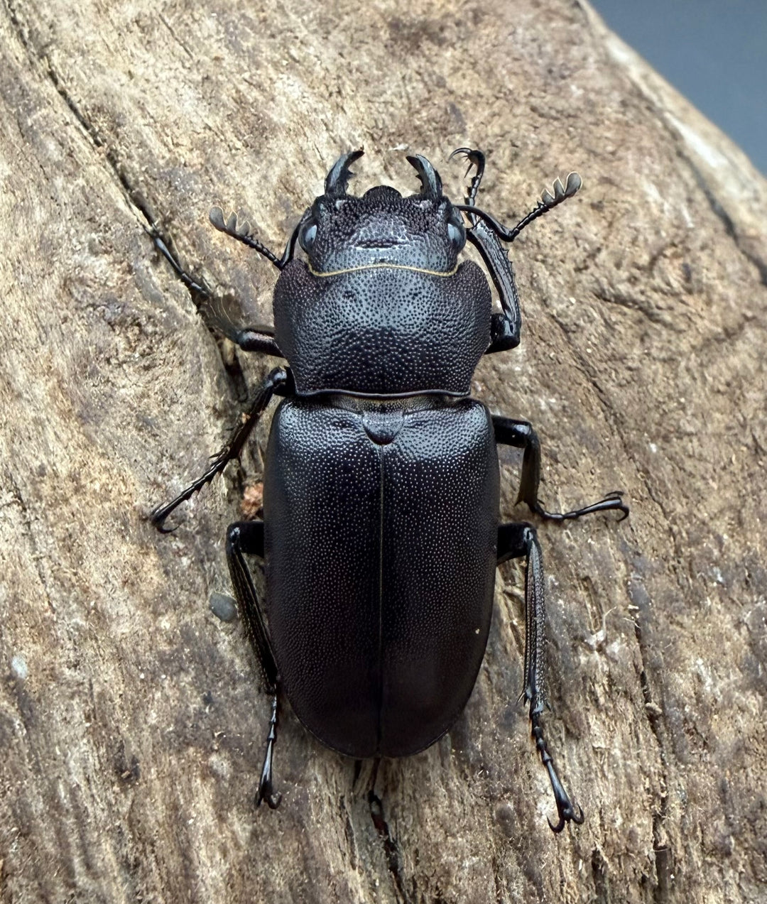 《メタリフェルホソアカ亜種フィナエ パープル系 82.5mm ペア》
