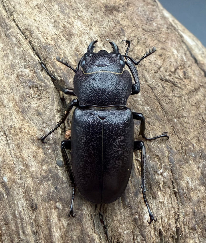 《メタリフェルホソアカ亜種フィナエ パープル系 82.5mm ペア》