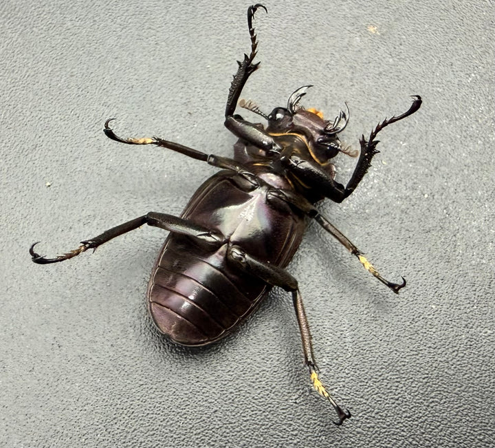 《メタリフェルホソアカ亜種フィナエ パープル系 82.5mm ペア》