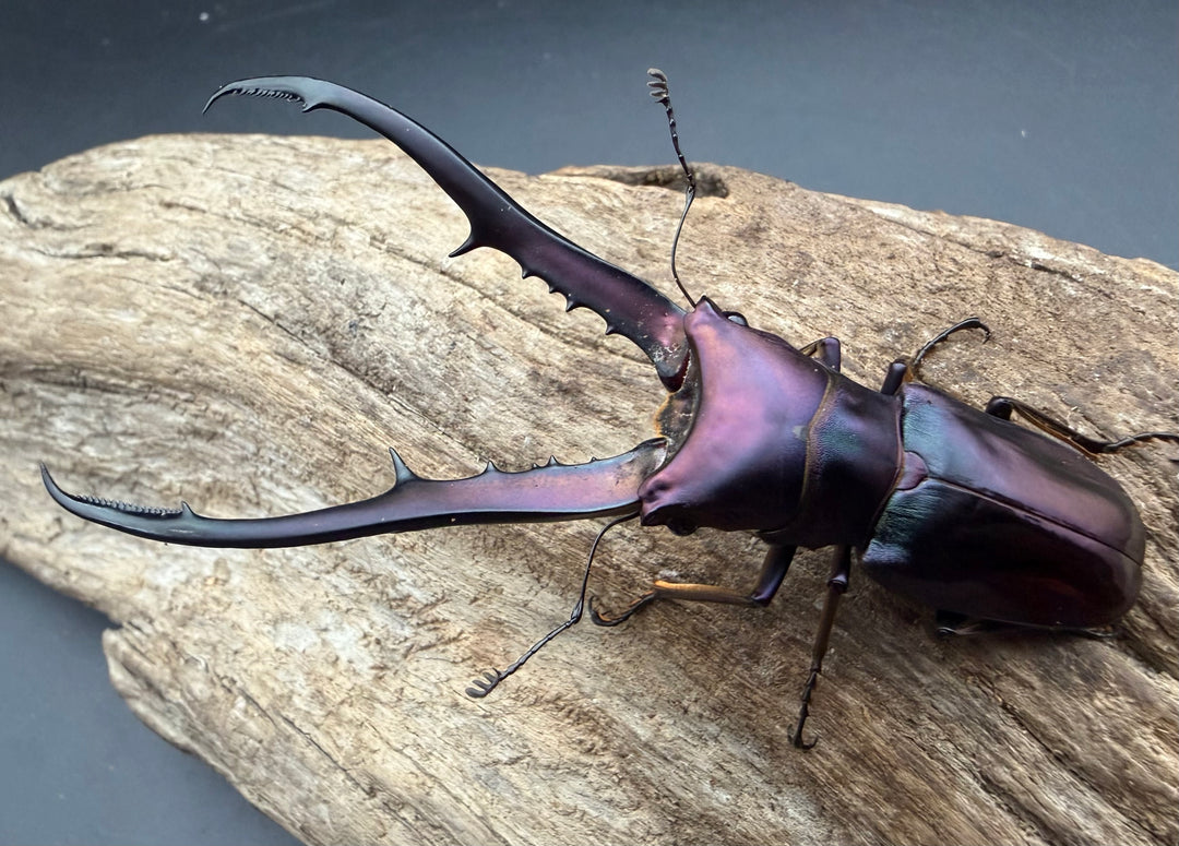 《メタリフェルホソアカ亜種フィナエ パープル系 83mm ペア》