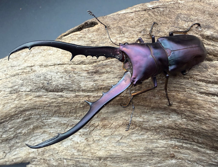 《メタリフェルホソアカ亜種フィナエ パープル系 83mm ペア》