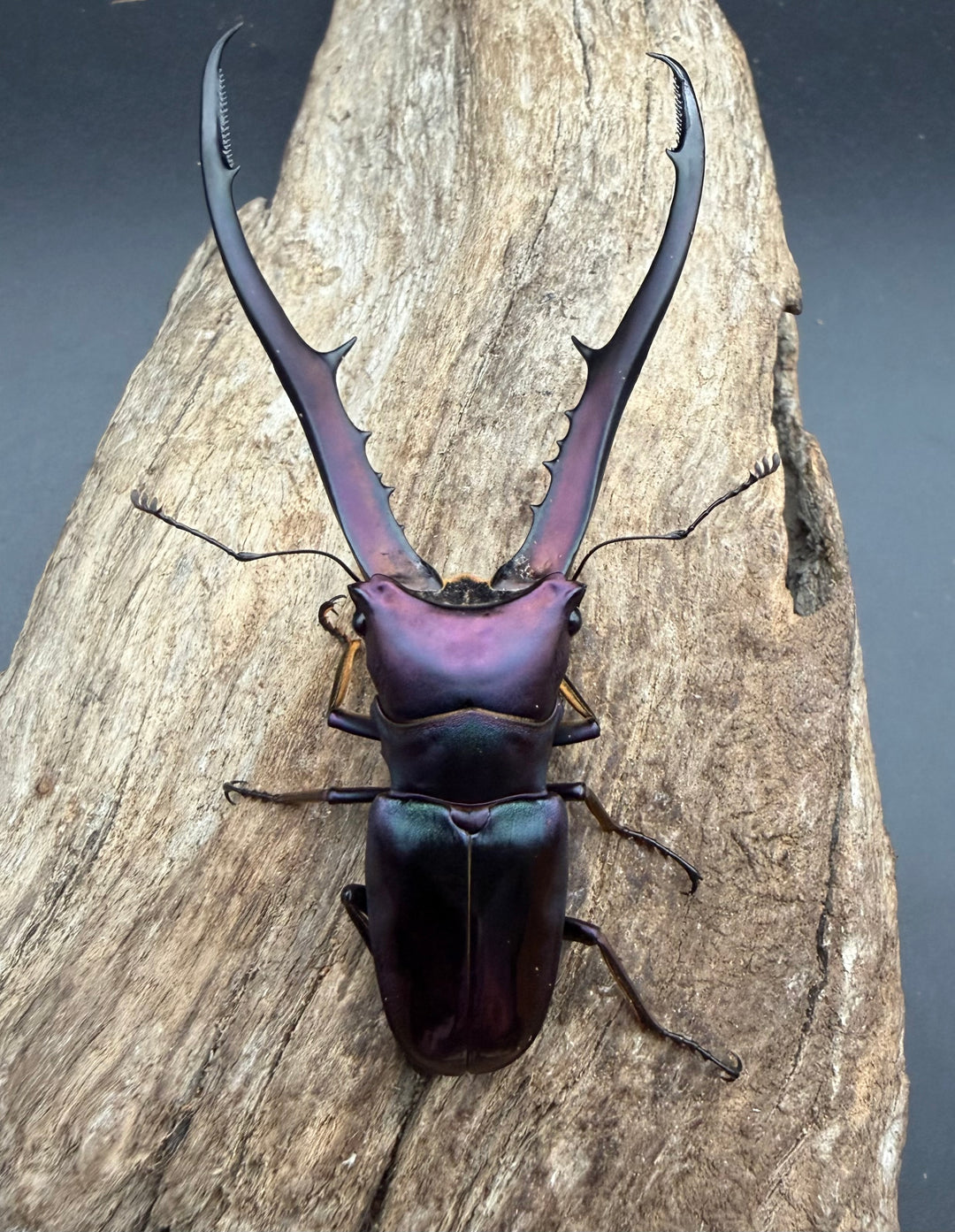 《メタリフェルホソアカ亜種フィナエ パープル系 83mm ペア》