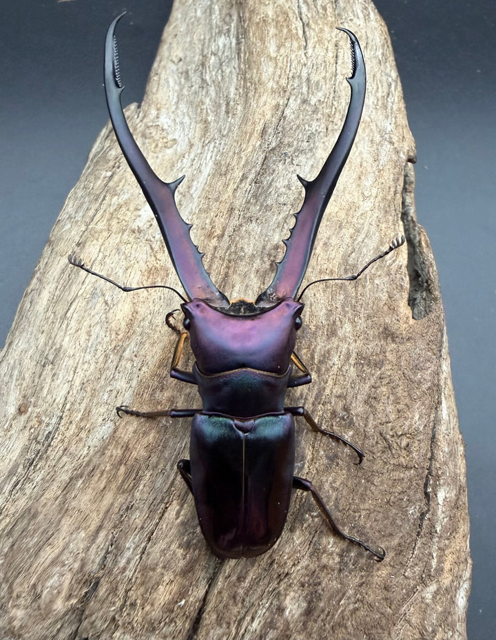 《メタリフェルホソアカ亜種フィナエ パープル系 83mm ペア》