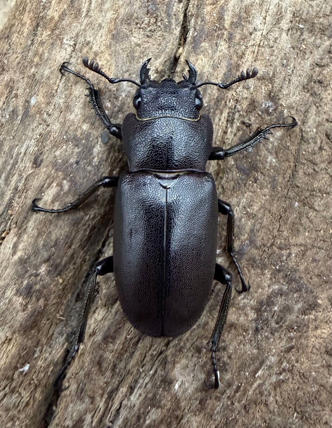 《メタリフェルホソアカ亜種フィナエ パープル系 83mm ペア》