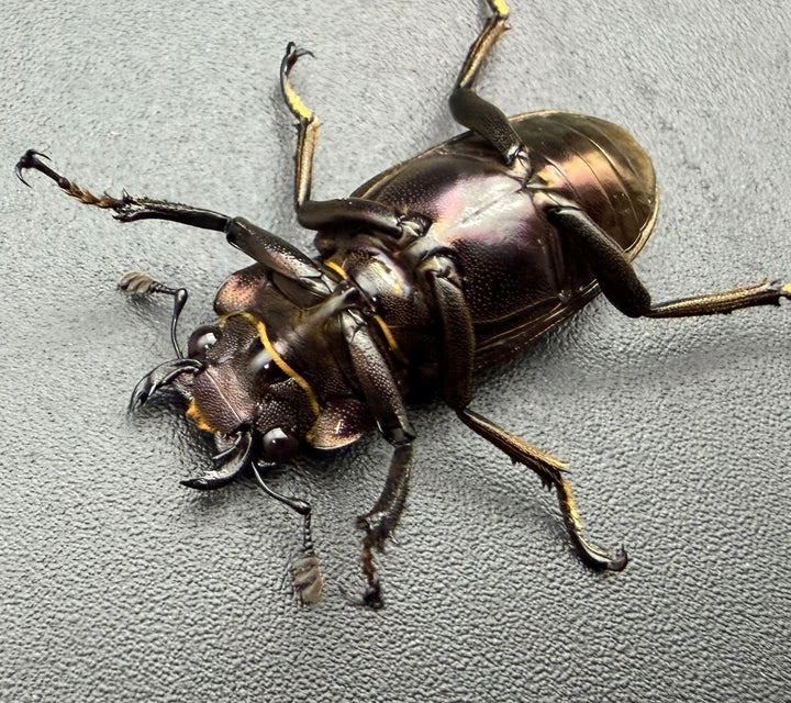《メタリフェルホソアカ亜種フィナエ パープル系 83mm ペア》