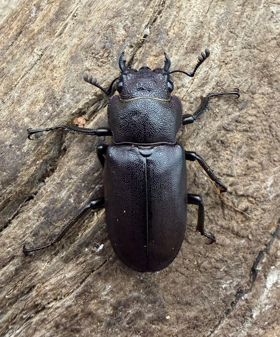 《メタリフェルホソアカ亜種フィナエ パープル系 75.5mm ペア》