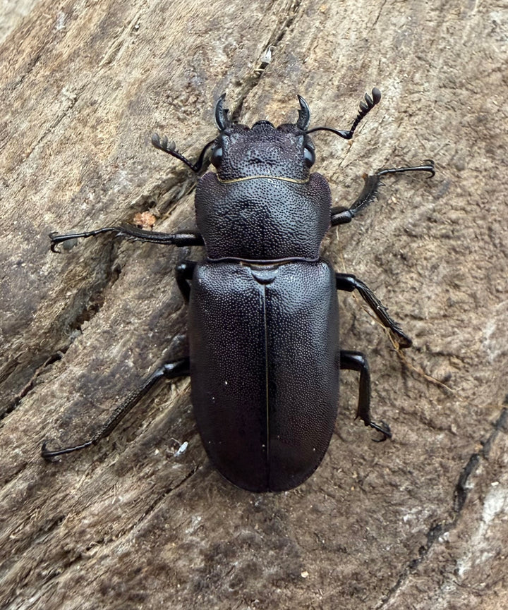 《メタリフェルホソアカ亜種フィナエ パープル系 75.5mm ペア》