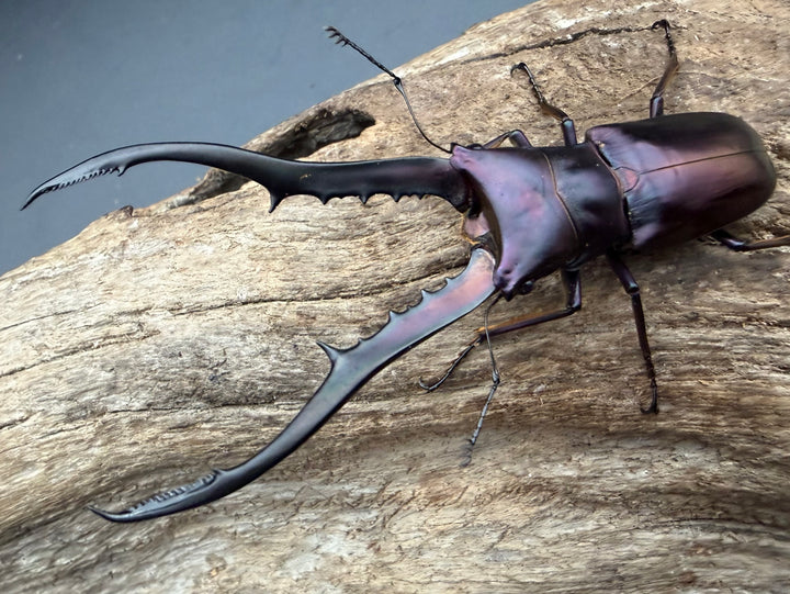 《メタリフェルホソアカ亜種フィナエ パープル系 83mm ペア》