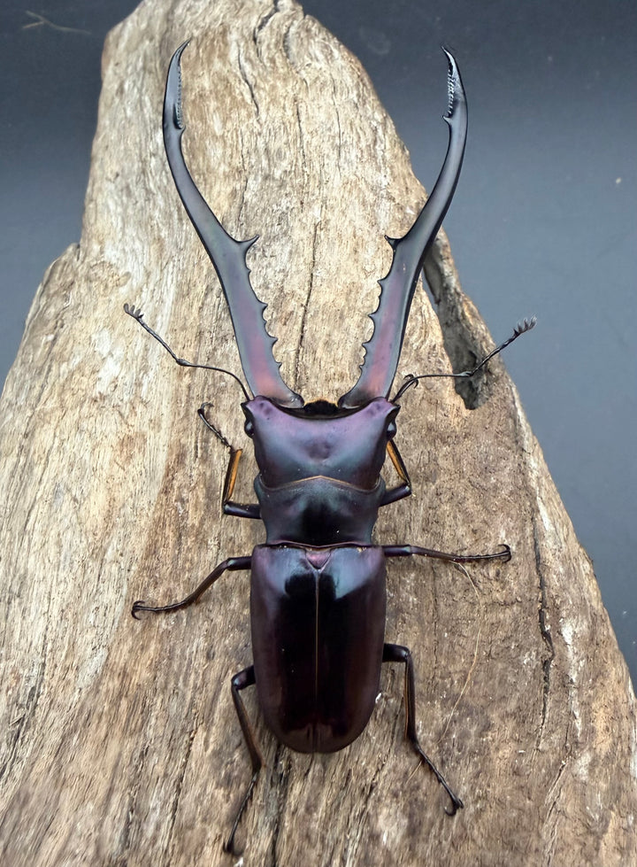 《メタリフェルホソアカ亜種フィナエ パープル系 83mm ペア》