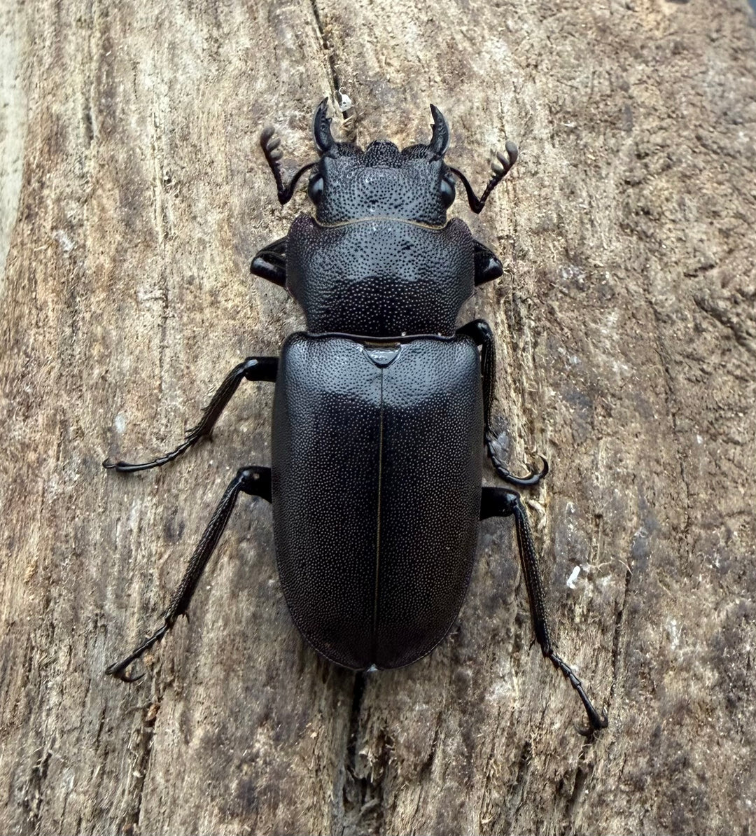 《メタリフェルホソアカ亜種フィナエ パープル系 83mm ペア》